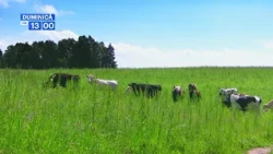 Muntele de Sare de la Lopătari; Tineri legumicultori din Probota; Pășunea productivă