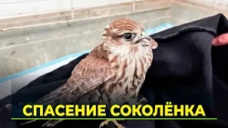 Rare bird rescued in Salekhard