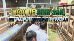 Providing Breeding Goats, Giving Locals the "Fishing Rod" to Rise Up | CT-TDT