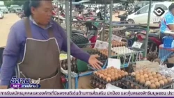 Egg prices in Chaiyaphum remain stable | Isan Today August 14, 2026