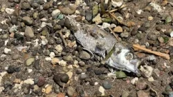 Social video shows large amounts of dead atulai washed up at Nimitz Beach