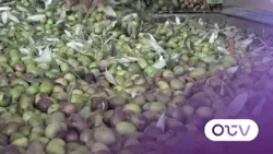 موسم الزيتون: من الحبّة إلى التنكة