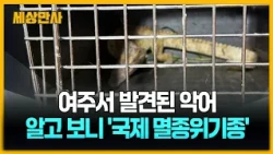 여주 50㎝ 악어, 알고 보니 '국제 멸종위기종' [세상만사] #여주 #소양천 #악어 #국제멸종위기종 #샴악어