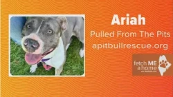 Fetch ME A Home | Ariah