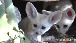 Five new fennec fox pups at Bioparco di Roma: meet the smallest canids in the world