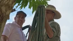 This Is What a Zapote Farm Is Like in Antioquia | The Countryside According to Tano | Teleantioquia