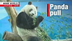 Taiwan’s giant pandas attracting Japanese fansーNHK WORLD-JAPAN NEWS