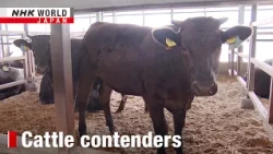 Going for gold in the Wagyu OlympicsーNHK WORLD-JAPAN NEWS