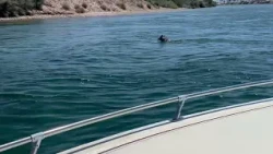 Can a Coyote Swim Across the Colorado River? | Bullhead City, Arizona