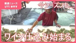 今シーズンのワイン仕込み始まる　甲州種のブドウおよそ1.5トン　11月ごろ販売予定　山梨