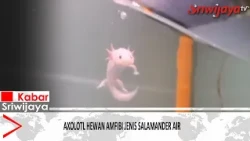 Axolotl: An Aquatic Salamander Amphibian