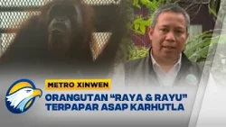 Metro Xinwen - Aksi Penyelamatan Induk dan Anak Orangutan Selamat dari Karhutla