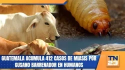Guatemala reaches 412 human cases of New World screwworm myiasis