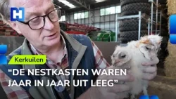 Great year for barn owls takes an unexpected turn: rescue mission in a farm shed