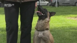 Busy activity at the dog training field - Training for the next competition - RFH aktuell
