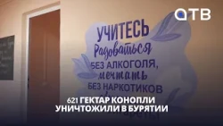 621 гектар конопли уничтожили в Бурятии. Результаты операции «Мак-2026»