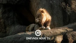 Tragedija u zagrebačkom ZOO-u: lav usmrtio lavicu nedugo nakon dolaska | Dnevnik Nove TV