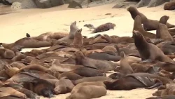 California sees increase in sick sea lions