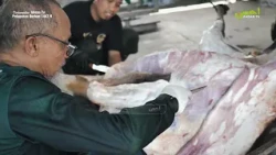 REPORTING OF EID AL QURBAN 1447 H