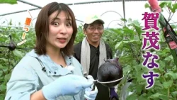 JA Kyoto "Kamo Eggplant" with Nobuyuki Tanaka (Kameoka City) | KBS Kyoto TV "Agri Kyoto" Broadcas...