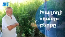 Խաղողի "դառը" բերքը