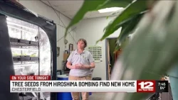Seeds from surviving trees after Hiroshima bombing find new home