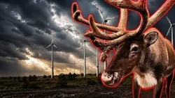 'Wind turbines cause animal malformations': True or false?
