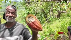 GDB Financing for Agriculture