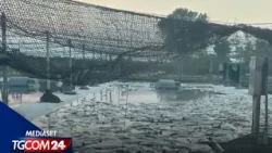 Lodi, caldo e acque bollenti: muoiono migliaia di pesci nei canali e allevamenti