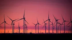 Câmaras térmicas ajudam cientistas a medir quantas aves morrem em turbinas eólicas no mar