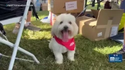 Hawaiian Humane Society PetWalk draws more than 1,100 to Kapiolani Park