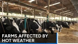 Farmers call for support over impact of high temperatures | RTÉ News