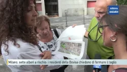 Milan, seven trees at risk: Bovisa residents demand a halt to the felling