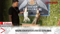 Getting to Know the Palembang Lidi-Tail Chicken Enthusiast Community