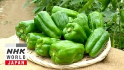 Bell Pepper - Trails to Oishii Tokyo