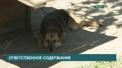 266 Pet Owners in Irkutsk and Suburbs Fined by Veterinary Service Inspectors