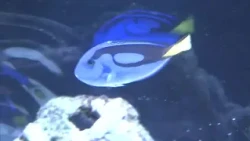 Bustling with Families: Event Featuring Aquatic Creatures at an Okayama City Department Store [Ok...