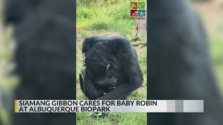 Siamang gibbon cares for baby bird found in enclosure at ABQ BioPark