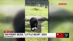 Maymont’s ‘Little Bear’ dies after years of health issues