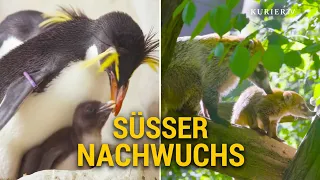Baby-Boom im Tiergarten: Pinguine, Affen und Nasenbären sorgen für Begeisterung