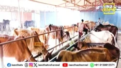 Must Offer the First Roti to Mother Cow | Pujya Chinmayanand Bapu Ji | Aastha Channel #MotherCow