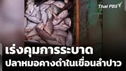 Urgent efforts to control the black-chin tilapia outbreak in Lam Pao Dam | All-Around Watch | Sep...