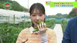 [Yu-bara!] "Amanaga Peppers" that Herald the Arrival of Summer in Imabari! [Ehime Food Promotion ...