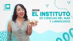 Institute of Marine Sciences and Limnology | UNAMirada