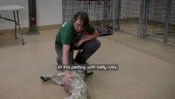 Pet Tips | Consent Tests