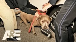 Live PD: Greatest Shifts — A Dog Walks Into a Bar and Steals the Show | A&E