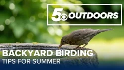 Summer birding tips: Water, fresh food and a few funny-looking feathers | 5OUTDOORS