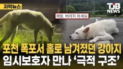 Dog abandoned at Pocheon waterfall... ‘Dramatic rescue’ after meeting a temporary guardian | TJB ...