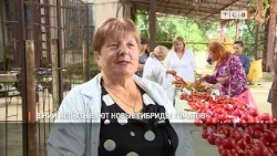 Research Institute Testing New Tomato Hybrids