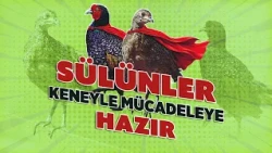 Pheasants raised in Istanbul are ready to fight against ticks